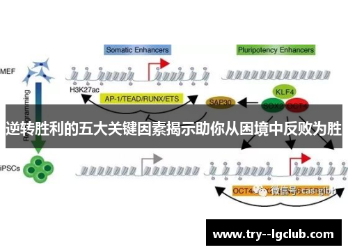 逆转胜利的五大关键因素揭示助你从困境中反败为胜 逆转胜利的五大关键因素揭示助你从困境中反败为胜